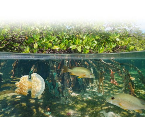 mangroves clean water 3 white