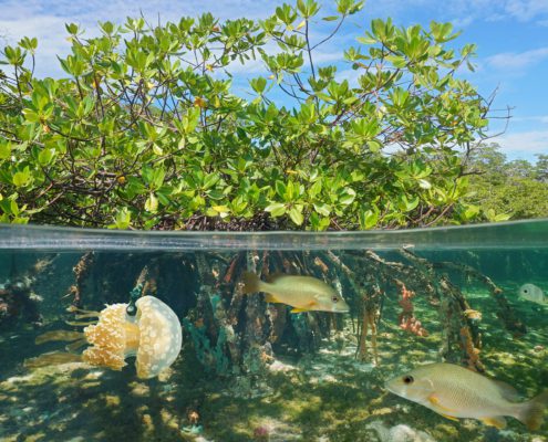 mangroves clean water