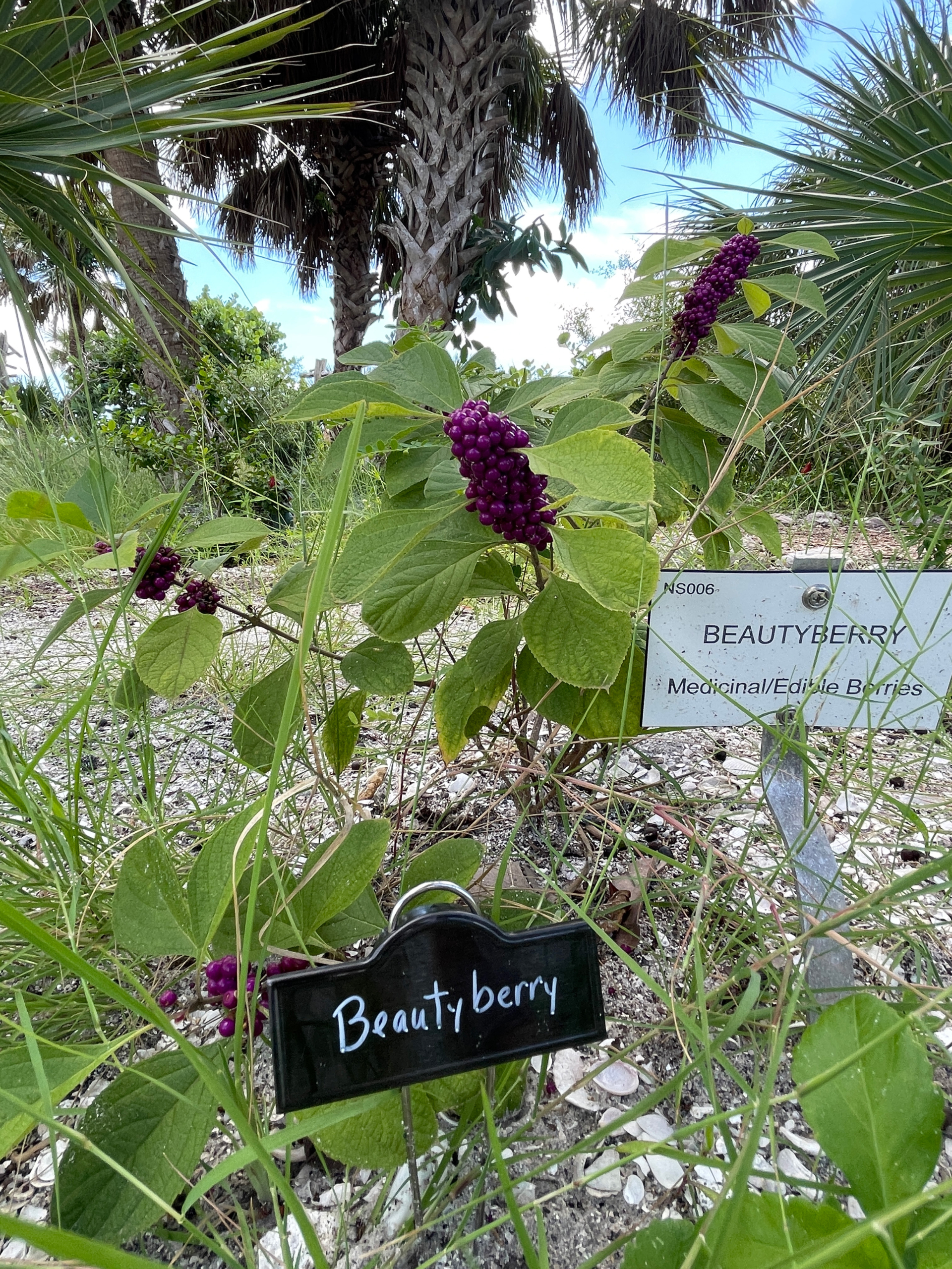 Beautyberry