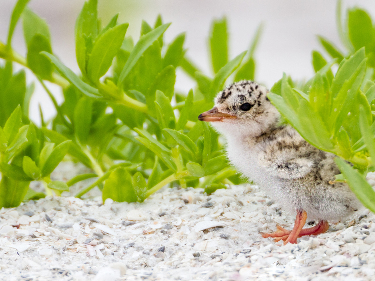 Baby Least Tern