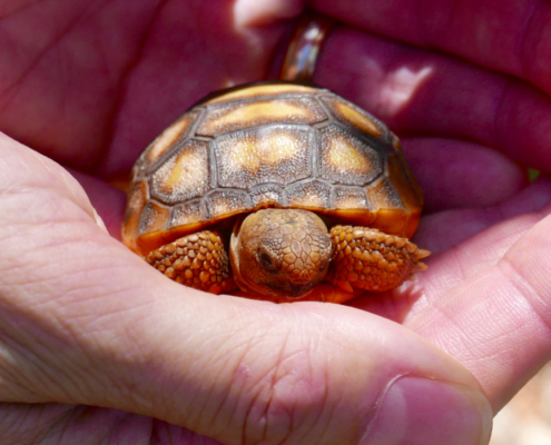 baby gopher turtle 1 1200x900