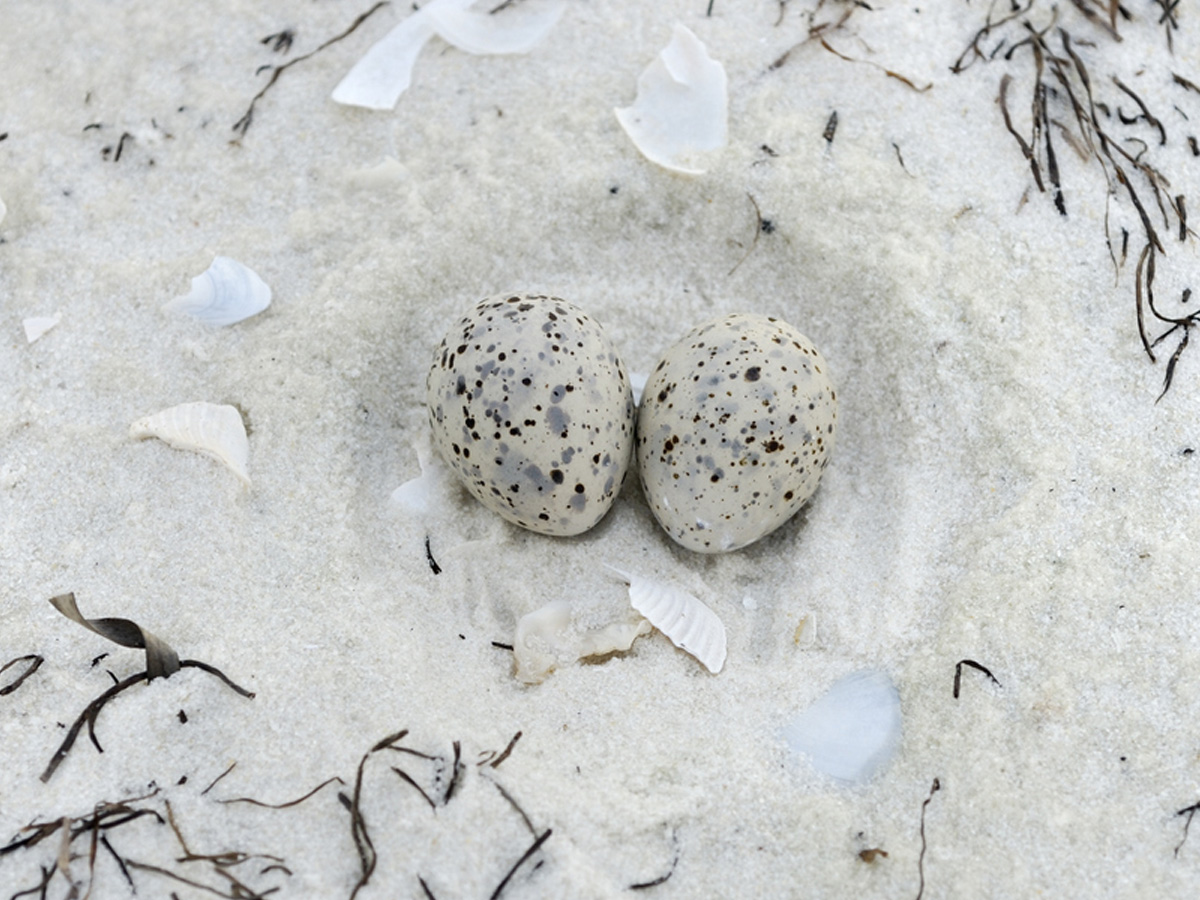 Least Tern Eggs