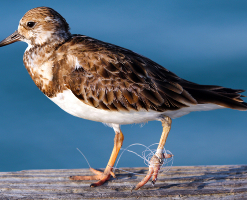 bird in fishing line