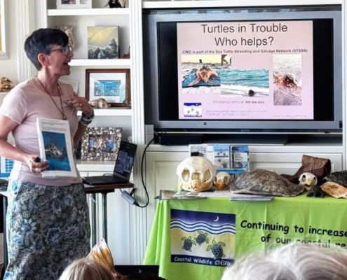 carol-mccoy carol mccoy