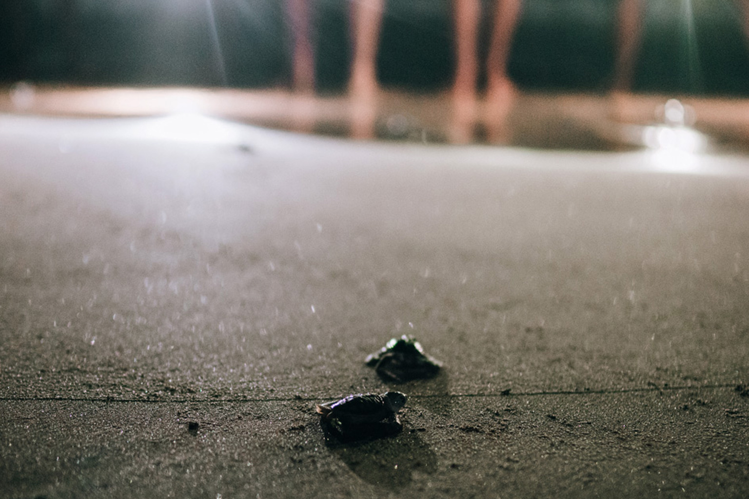 disoriented-Sea-Turtles disoriented Sea Turtles