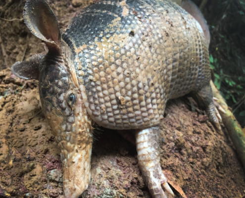 injured armadillo 1200x900
