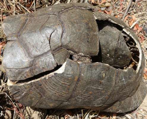 injured turtle 1200x900