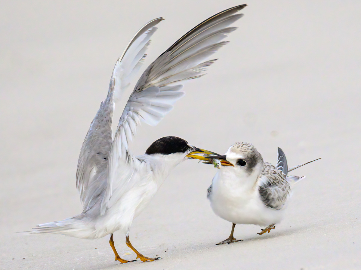 Least Terns Mom Baby