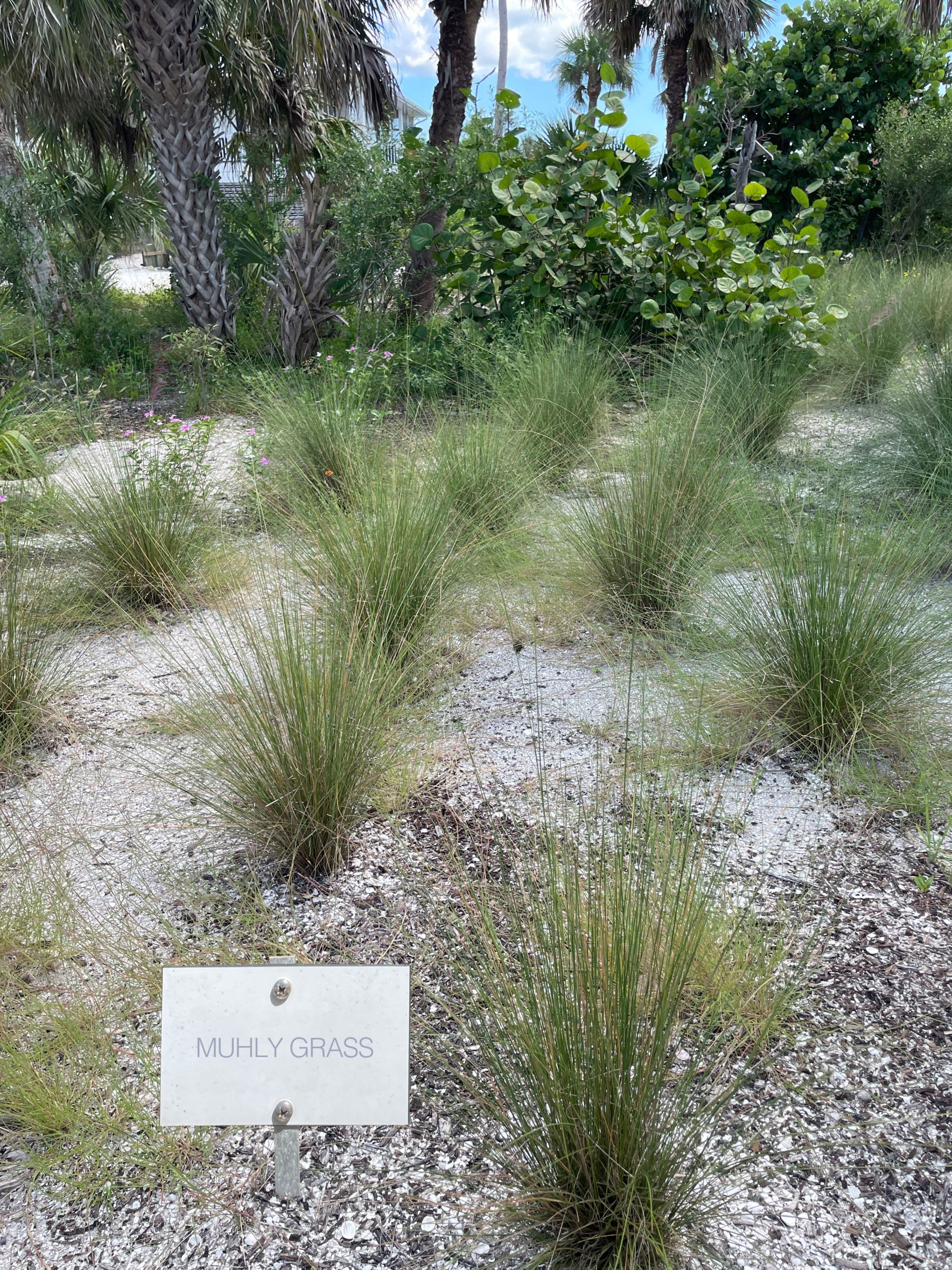 muhly grass
