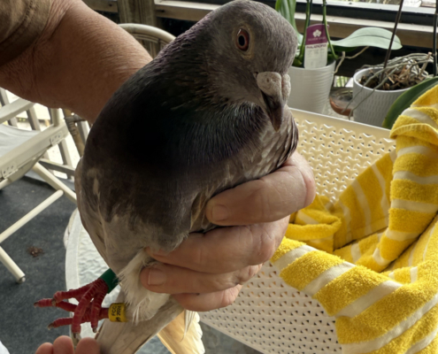 rescue homing pigeon 1200x900
