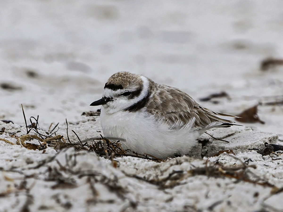 snowy plover