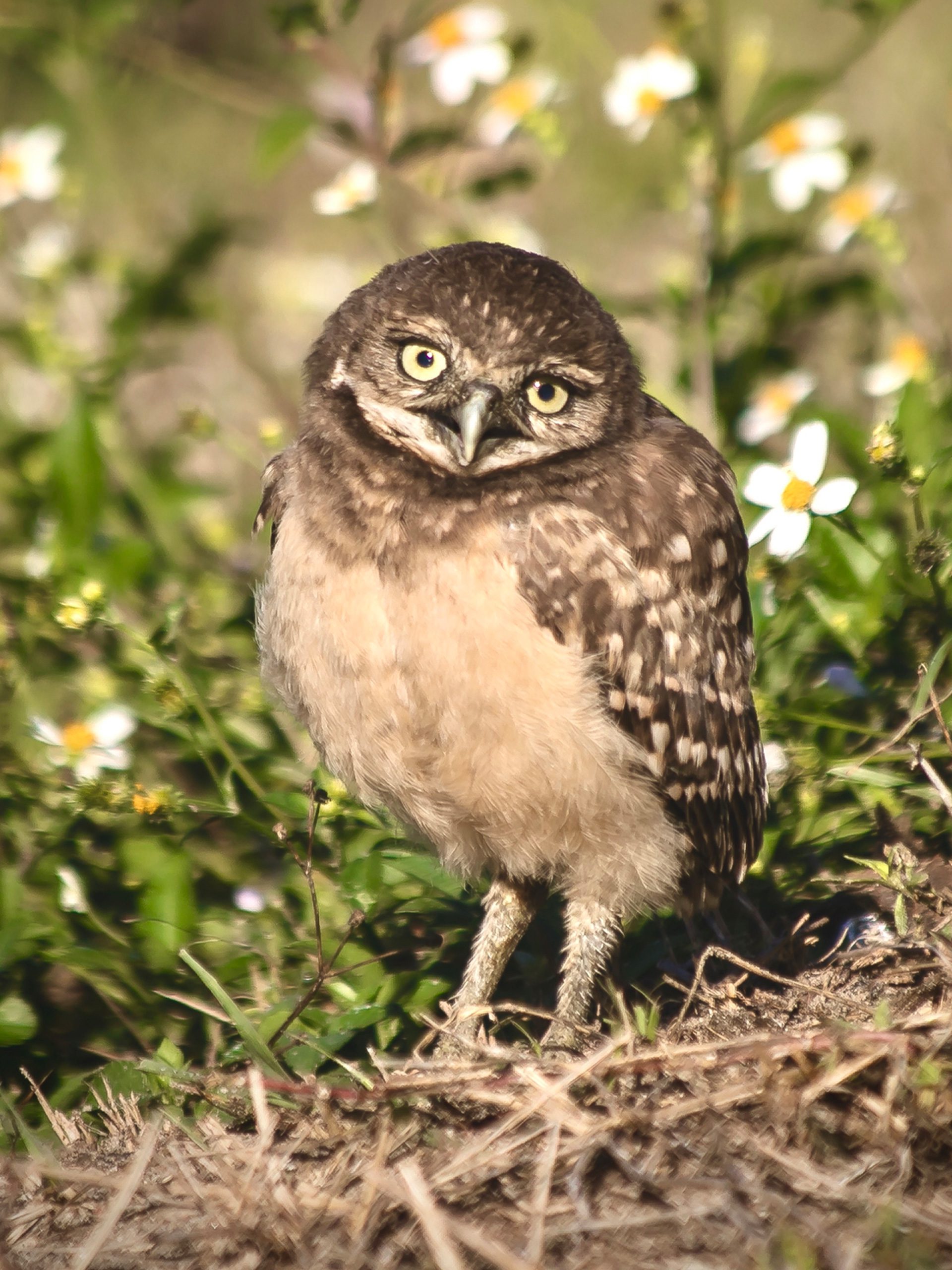 barred owls
