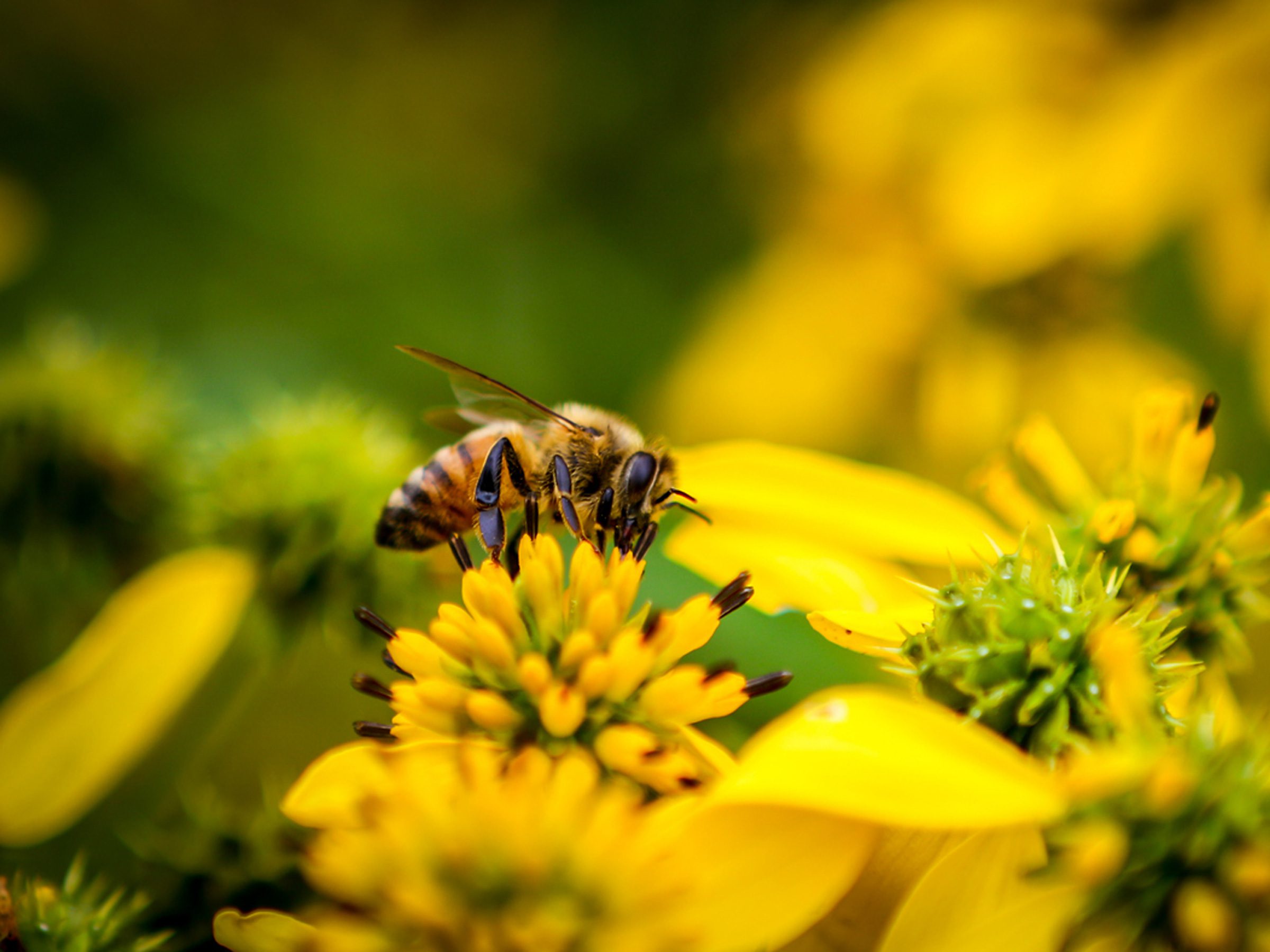 Help Protect Our Bees